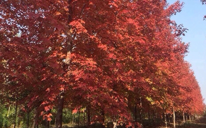 Hà Nội trồng cây phong lá đỏ trên đường phố