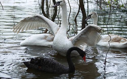 Hà Nội thử nghiệm thả thiên nga ở Hồ Gươm