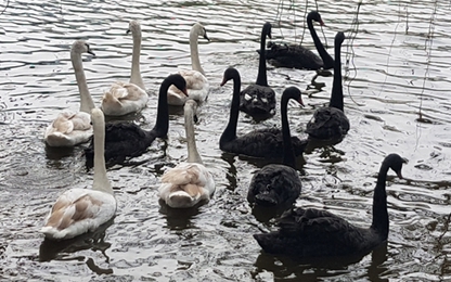 Thiên nga ở Hồ Gươm được chuyển đi trong đêm