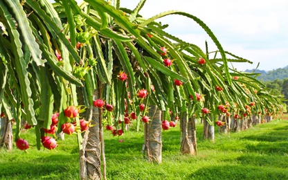 Cty Nông nghiệp FLC Biscom được chấp thuận đầu tư nông nghiệp công nghệ cao