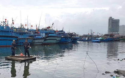 Đà Nẵng không thể so với Tokyo khi xây cảng cá
