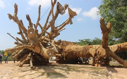 Ba bộ vào cuộc vụ ô tô chở cây 'khủng' trên quốc lộ