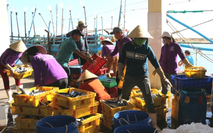 Xử lý nghiêm tàu cá lắp thiết bị giám sát hành trình nhưng không mở