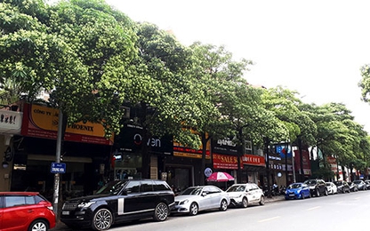 Chủ tịch Hà Nội hứa di chuyển cây hoa sữa ở nhiều tuyến phố