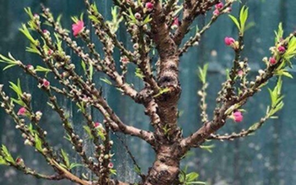 Đào Trung Quốc tiền triệu tràn ngập chợ Tết