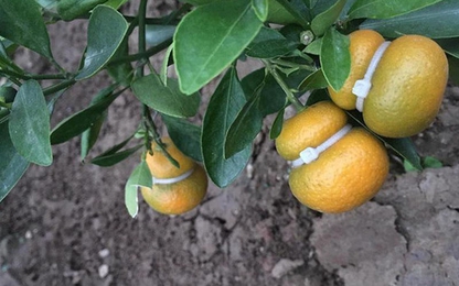 Rộ mốt quất hồ lô giá rẻ, chị em đổ xô sắm về trưng Tết