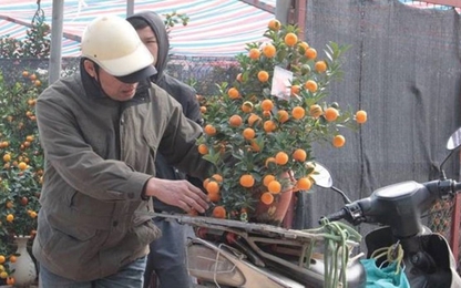 Nhận chở đào, quất không ngớt, xe ôm kiếm tiền triệu mỗi ngày