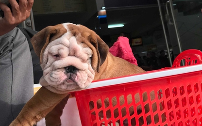 Đưa thú cưng về quê ăn tết, muốn máy bay, tàu hỏa, ôtô đều có