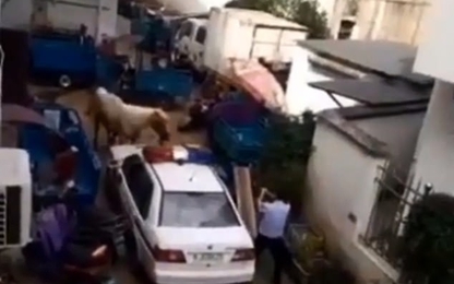 Ngựa bất ngờ phi nước đại qua thị trấn đâm bay người đi đường