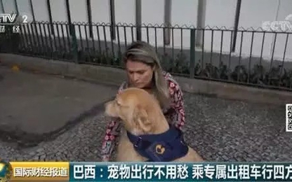 Brazil mở dịch vụ taxi dành riêng cho chó, mèo và nhiều con khác nữa