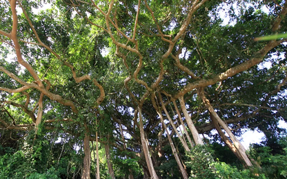 Một người tử vong khi cứu 4 du khách lạc ở bán đảo Sơn Trà