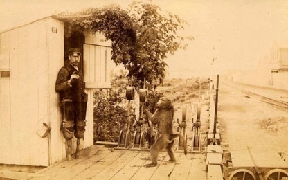 Chú khỉ làm nhân viên đường sắt suốt 9 năm không mắc một sai lầm