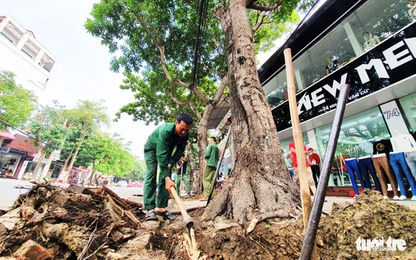 Thay hơn 300 cây xanh làm phố đi bộ, Vinh ‘đã xem xét cẩn trọng’