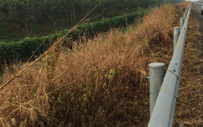 Ai dùng thuốc diệt cỏ dọn hành lang cao tốc TPHCM-Long Thành-Dầu Giây?!