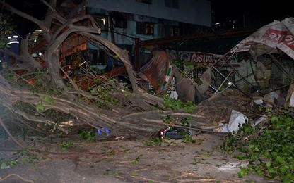 Cây cổ thụ bật gốc, 3 thanh niên đang nhậu thoát chết trong gang tấc