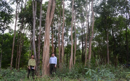 Kon Tum: Chi 27,5 tỷ đồng để xây dựng công trình bảo vệ gỗ trắc