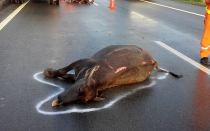 Đàn trâu xâm nhập đường dẫn cao tốc, 2 con chết thảm