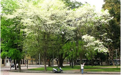 Đề xuất chặt hạ sưa trắng trên đường phố Hà Nội vì độc hại