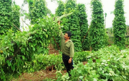 Gia Lai: Lốc xoáy gây thiệt hại nặng đối với người dân trồng tiêu