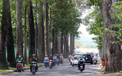 Người dân TP.HCM nơm nớp lo sợ cây xanh gãy, đổ khi trời mưa