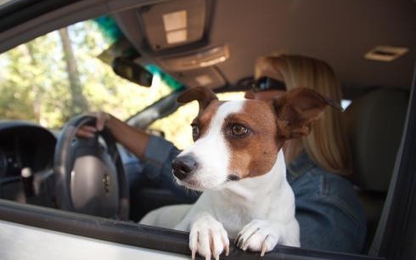 Ghi nhớ 8 điều NÊN và KHÔNG NÊN khi để thú cưng trên xe
