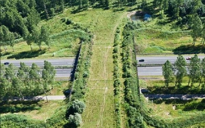 Những cây cầu dành cho động vật trên thế giới