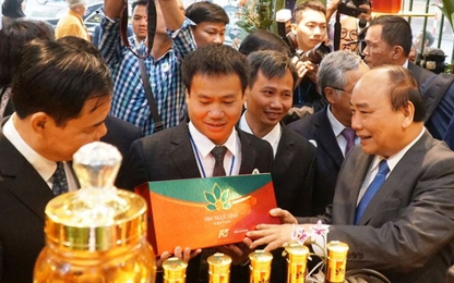 Triển lãm “Quốc bảo” sâm Ngọc Linh - mốc son trên chặng đường phát triển