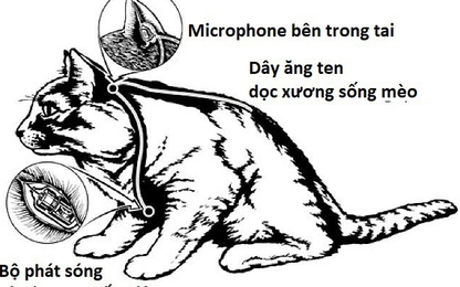 CIA chế tạo "Mèo Robot" mất mấy năm, thả ra đường đã bị xe cán