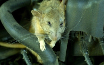 Kinh nghiệm chống chuột trên xe ô tô cực kỳ hiệu quả