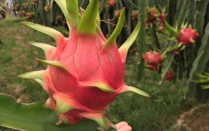 Thanh long Bình Thuận được bảo hộ chỉ dẫn địa lý tại Nhật Bản