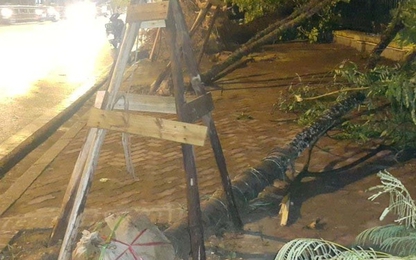 Xử lý nghiêm việc trồng cây sai quy định bị phát hiện sau dông lốc