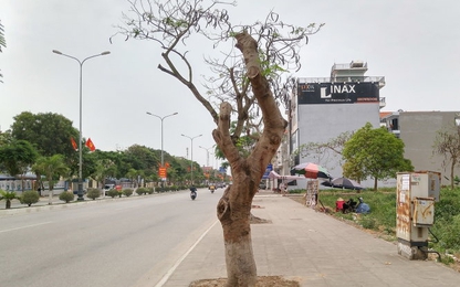 Trơ trụi con đường hoa phượng đẹp nhất Việt Nam