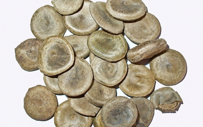 Hiểu đúng về Mã tiền và Mã tiền chế dùng trong Y học cổ truyền