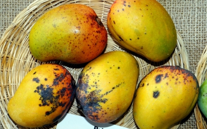 Bí kíp khống chế bệnh thán thư trên cây xoài dễ dàng và hiệu quả