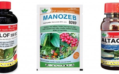 Không còn lo ngại bệnh nấm bồ hóng gây hại trên cây sầu riêng