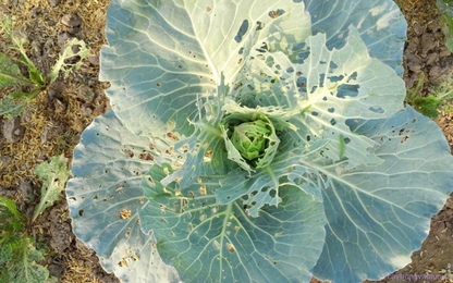 Cách phòng diệt hiệu quả sâu tơ