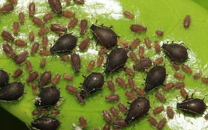 “Giải cứu” cây mè khi bị rệp muội đen tấn công