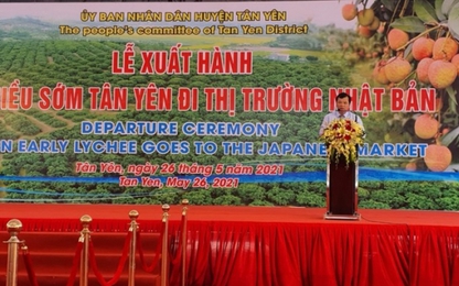 Bất chấp dịch Covid-19, 20 tấn vải thiều sớm Bắc Giang xuất sang Nhật Bản