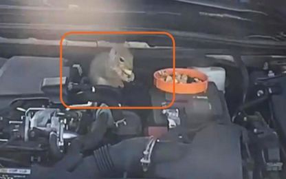 Mẹo chống chuột làm tổ trên xe ô tô