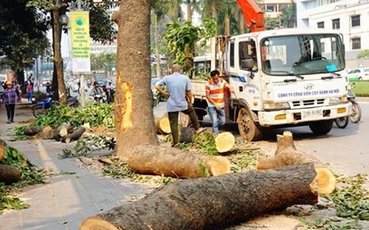 Chủ tịch UBND TP.Hà Nội: Thay thế cây xanh là bài học đắt giá