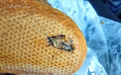 Hành khách mua phải bánh mì có ruồi tại sân bay