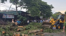 Lâm Đồng: Mưa lớn quật đổ nhiều cây xanh, lực lượng chức năng kịp thời xử lý