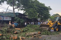 Lâm Đồng: Mưa lớn quật đổ nhiều cây xanh, lực lượng chức năng kịp thời xử lý