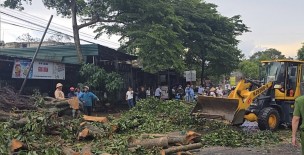 Lâm Đồng: Mưa lớn quật đổ nhiều cây xanh, lực lượng chức năng kịp thời xử lý