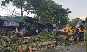 Lâm Đồng: Mưa lớn quật ngã nhiều cây xanh, lực lượng chức năng kịp thời xử lý