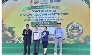 Hơn 500 xe bán tải chở sầu riêng lập kỷ lục Guinness tại Đắk Lắk