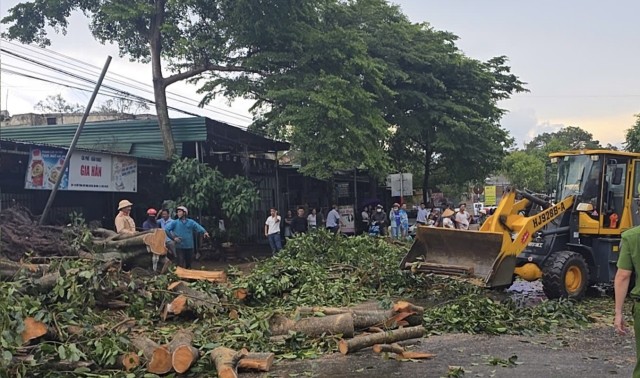 Lâm Đồng: Mưa lớn quật đổ nhiều cây xanh, lực lượng chức năng kịp thời xử lý